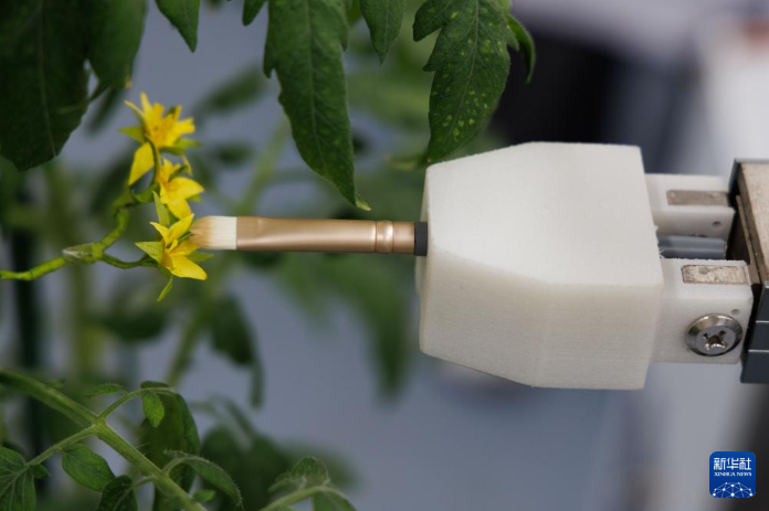 8月12日,在中国科学院遗传与发育生物学研究所实验室,智能育种机器人“吉儿”在做杂交授粉试验。新华社记者 金立旺 摄