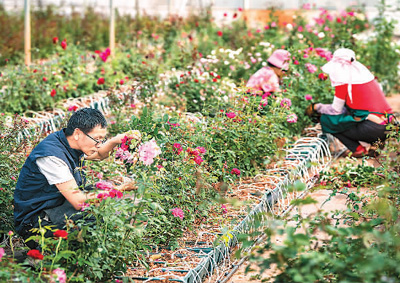 2023年10月,云南省安宁市现代农业园区玫瑰种植示范园里一朵朵玫瑰