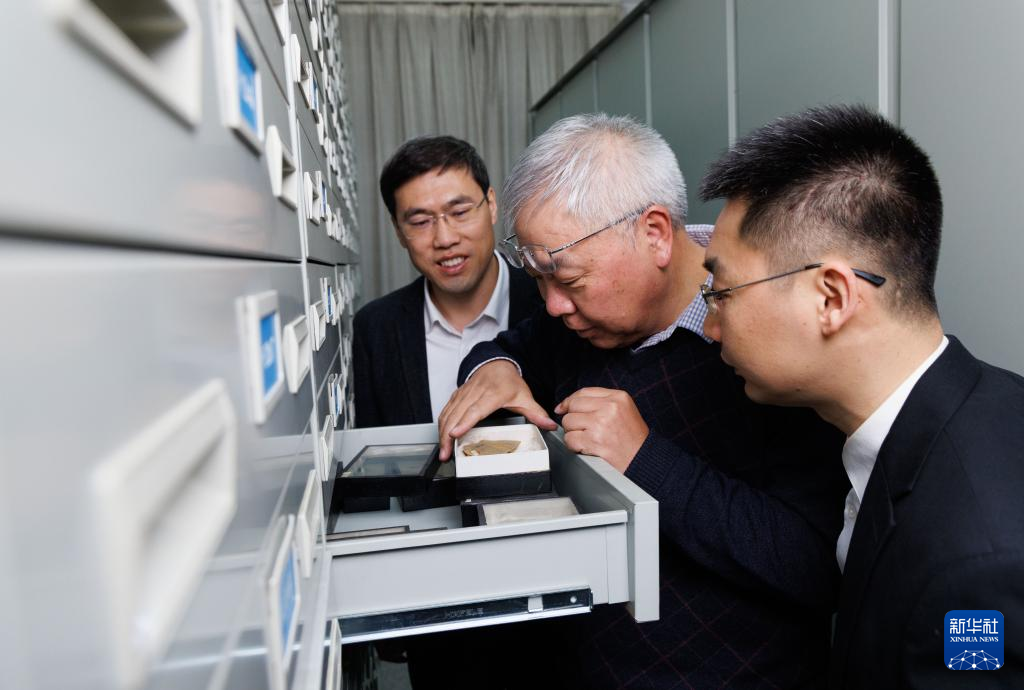 1月22日,在中国科学院南京地质古生物研究所标本馆,中国科学院院士、研究员朱茂炎(中),研究员赵方臣(左),副研究员曾晗(右)查看化石。